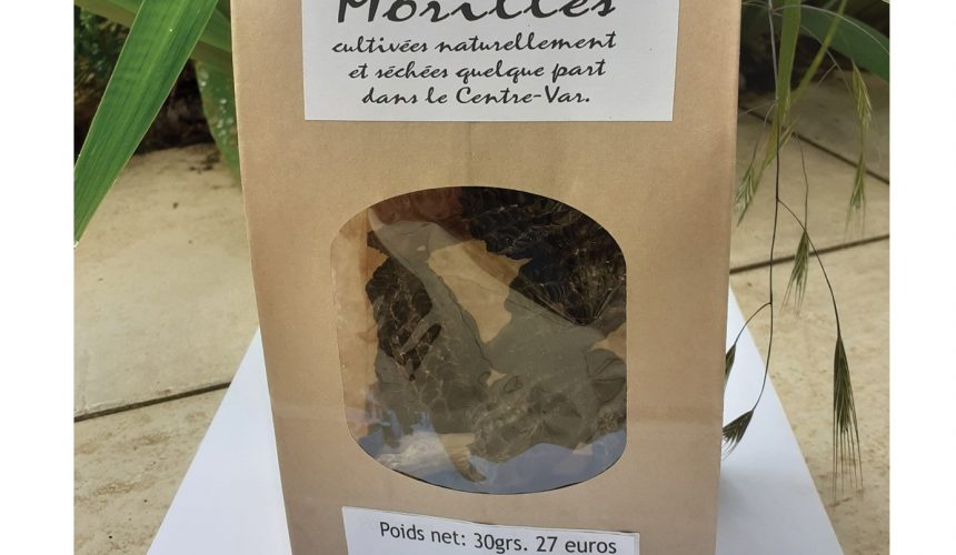 La culture des morilles à Valbonne